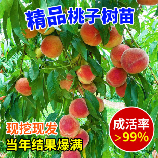 �S�Ҙ��m�Ҙ����޽��綬�����Ҙ�����Ϸ������Nֲ���箔��Y��