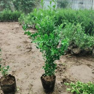 Boxwood Saplings, Melon Seed Boxwood Saplings, Small Leaf Boxwood Saplings, Hedges, Boxwood Nutrition Cup Seedlings