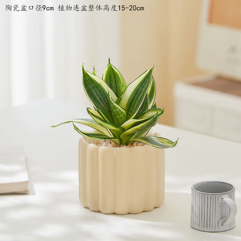Hani Golden Edge Tiger Skin Orchid Indoor Green Plant Office Desktop Succulent Plant Durable Flower Radiation Protection Formaldehyde Absorption Hani Golden Edge Tiger Skin Orchid Indoor Green Plant Office Desktop Succulent Plant Durable Flower Radiation Protection Formaldehyde Absorption
