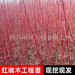 �t��ľ����ͥԺֲ���ͺ��е���G����ľ����ľ���ɺ������t�R��