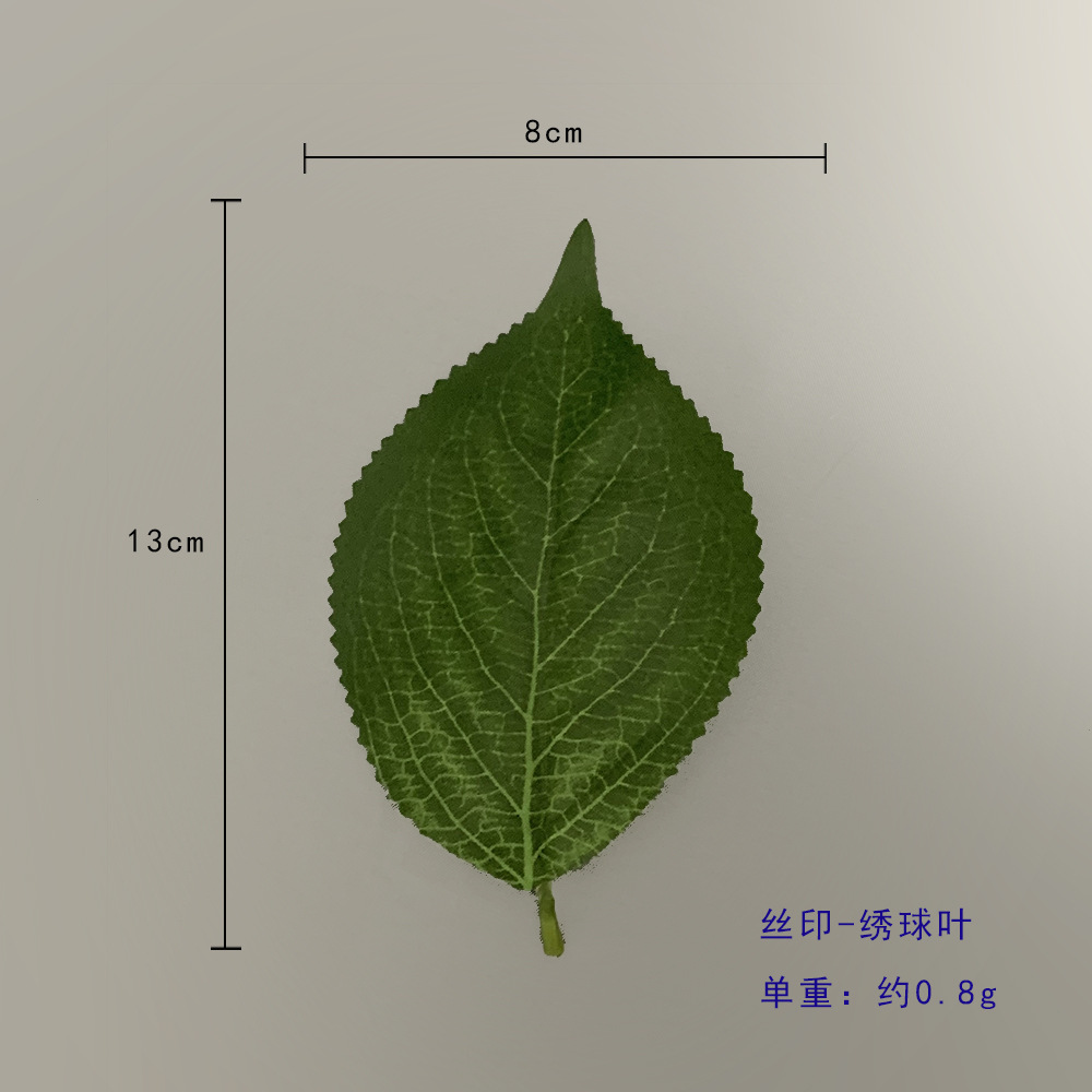 수국 잎