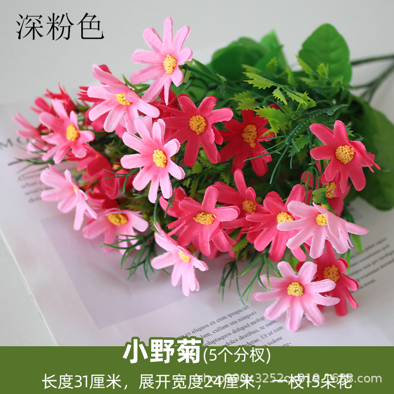 Crisantemo salvaje Rosa profundo