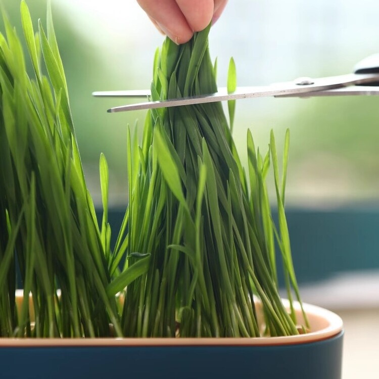 Plato de vivero de semillas en maceta de pasto para gatos, plantación perezosa, pasto para gatos hidropónico sin suelo, pasto para gatos, semillas de trigo, bocadillos