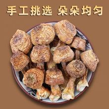 鲜美得很云南农家高原特产松茸干货巴西新鲜蘑菇新货香菇煲汤批发