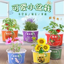 创意儿童果蔬小盆栽学生迷你桌面盆栽幼儿园科学实验果蔬种植杯