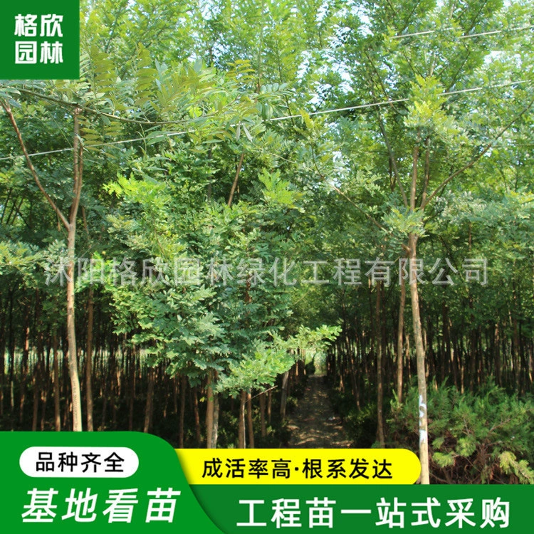 Быстрорастущие саженцы софоры японской Саженцы софоры японской Озеленение саженцев Сад Дорога Пейзаж Деревья лиственные деревья полные спецификации