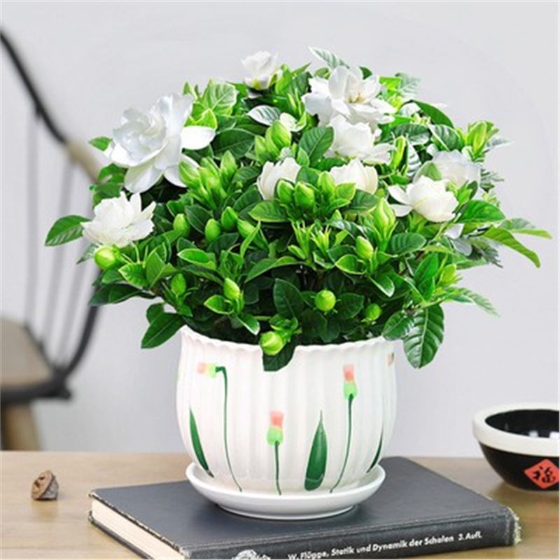 [점장 추천] 부티크 160#싹이 있는 큰 치자나무(튤립 세라믹 화분)