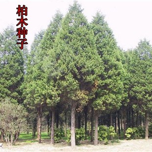 ��ľ�N�Ӱؘ����ش��z�ح���طN�Ӯ����²���ľ�N���ϱ����N��