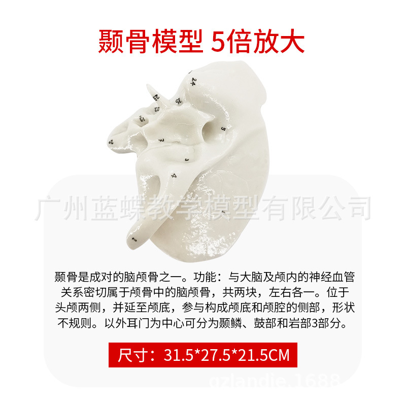 �ǵ���ɸ�ǷŴ����ģ�� �����������ģ�� �ǿ�ҽѧ�����̾�