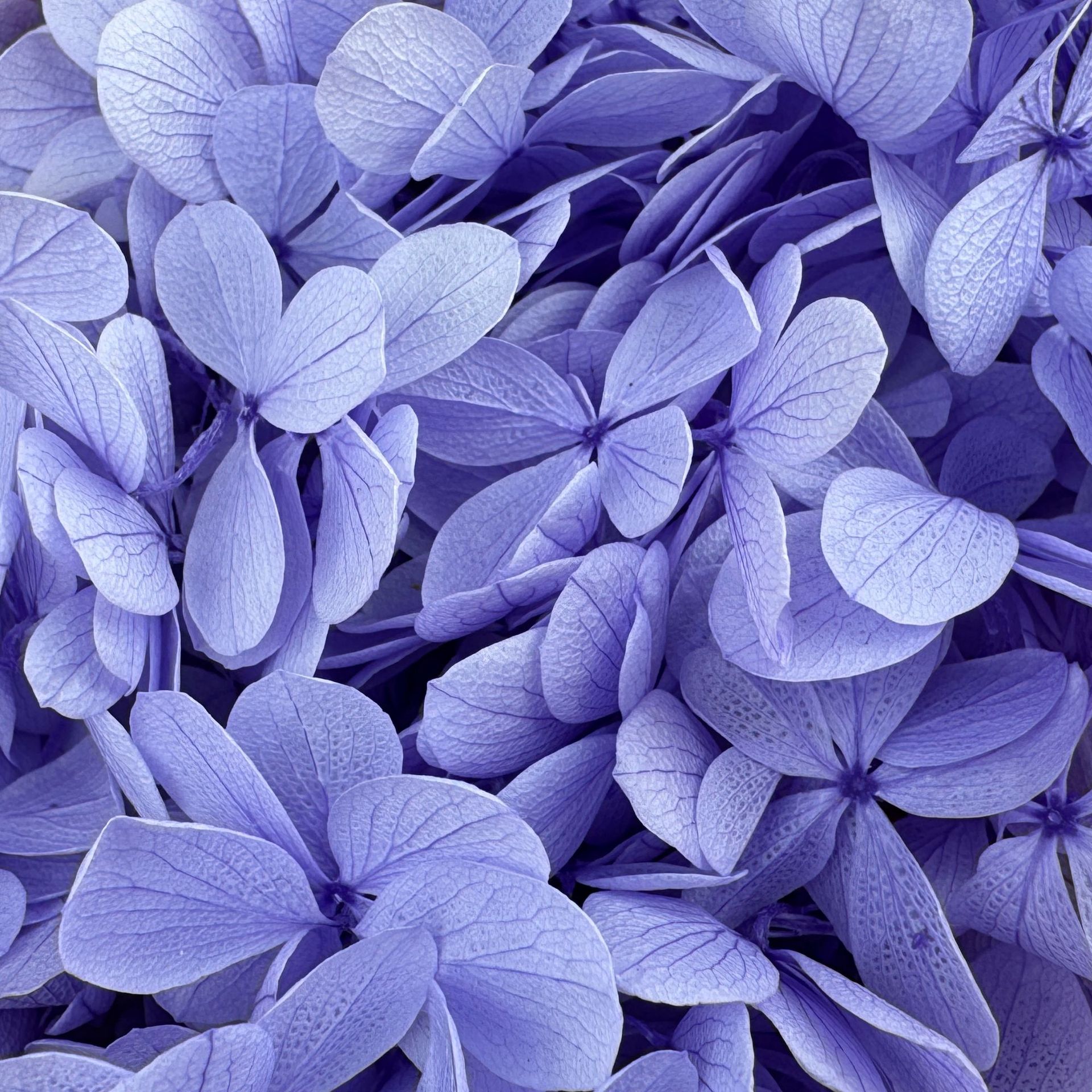 ✅ Flores secas flores eternas hortenida color gradiente material hecho a mano bolsa de calzado de boda cubierta de vidrio grupo de construcción de flores actividades