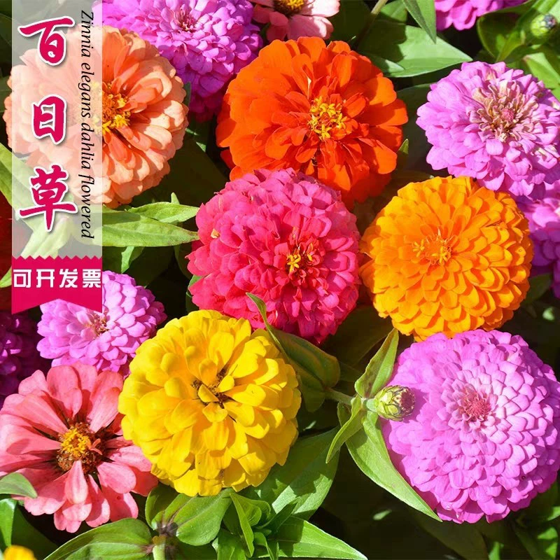 Семена цветов зиннии, пиона, летние горшечные растения, семена полевых цветов на балконе во дворе, цветут в любое время года и легко выращиваются.