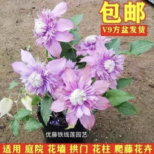 �F��ɏ�����ٱ����ٻ����ذ��̨ͥԺ��Ԯ�ļ�ֲ���l؛������