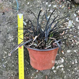 种子;其他园林植物;灌木