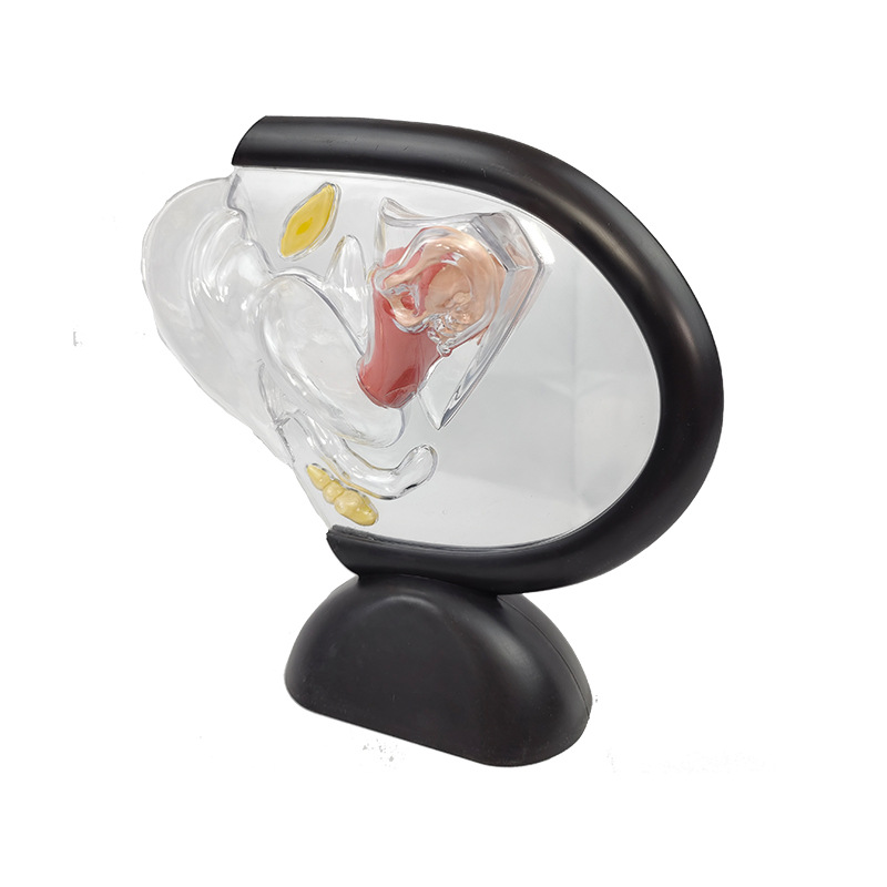 Modelo de útero transparente humano visible Estructura del útero pared interior modelo de anillo superior modelo de familia reproductiva modelo anticonceptivo