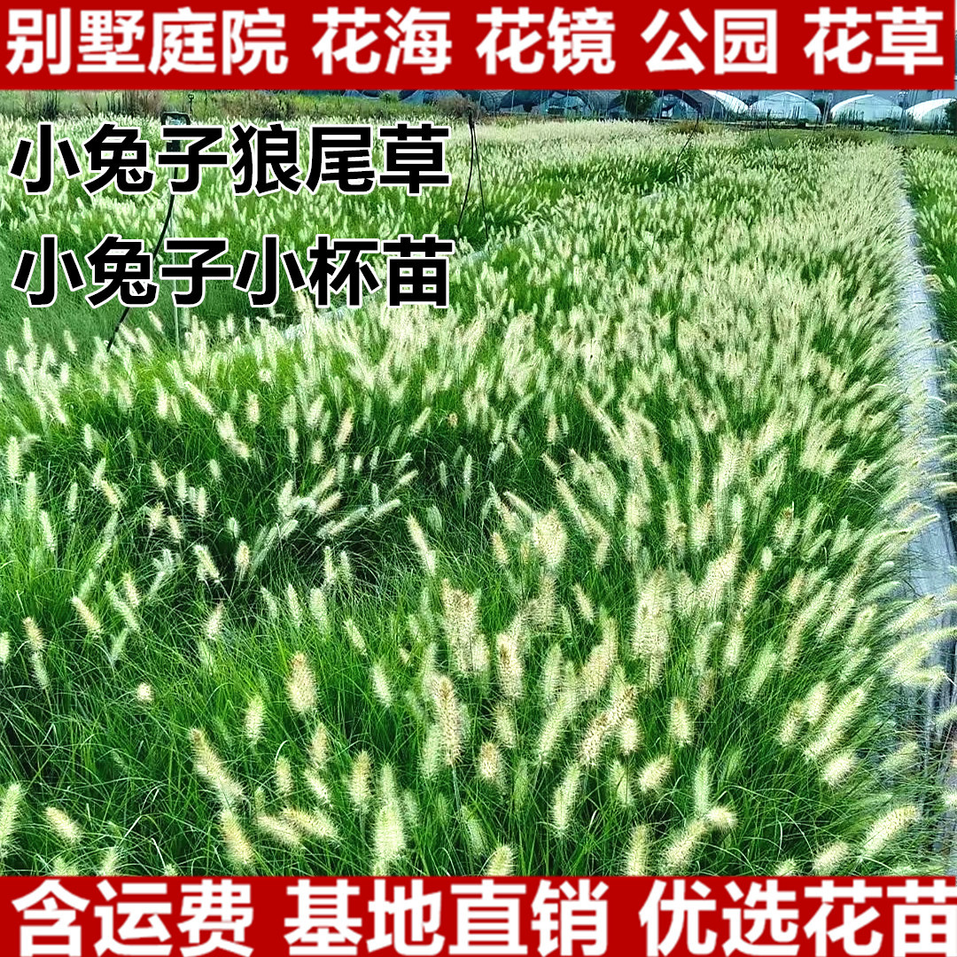 小兔子狼尾草苗盆栽袋苗多年生宿根观赏草类狼尾草绿化工程苗