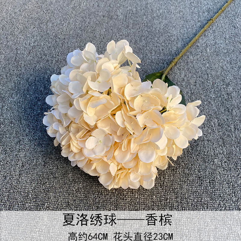 Charlotte Hortensia champán