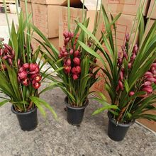 大花蕙兰盆大红袍栽室内四季花卉兰花客厅绿植年宵花带肥料发货