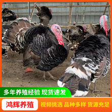 厂家批发火鸡苗贝蒂娜火鸡幼苗活体纯种散养青铜火鸡半大青铜火鸡