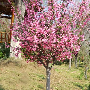 �������Ę���ͥԺ�ͺ�ֲ����������ļ��_���������z�������Ի���