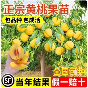 �����S�ҹ������޽��綬�����Ҙ����Nֲ�ϱ���ͥԺ����Y��