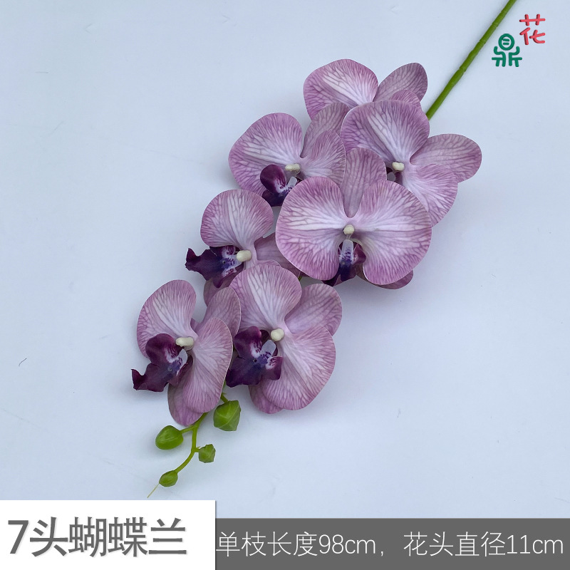 7 phalaenopsis GFG #57 패턴 가을 보라색