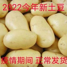 土豆新店巨優惠自產自銷新鮮黃皮馬鈴薯洋芋物美價廉歡迎選購廠家
