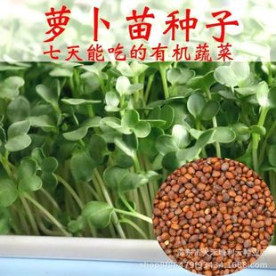 �ļ������ɳ��}�����}�������޲˷N���̨ˮ����ЙCѿ��N��