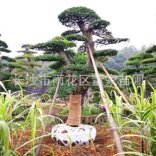 ���������ܘ� 20�����ܘ��辰 �ܘ䘶�� �����ܘ䘶���l Ҏ���Rȫ