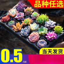 ֲMСGֲ¶wB҃ȾƷ Ϙ