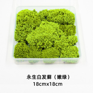 永生苔藓微景观2026夏季热销推荐|618折扣毕业礼首选