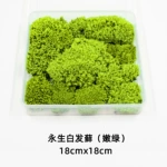 永生  苔藓小份小样微景观造景枯山水苔藓墙微型盆景曲尾藓青苔苔藓