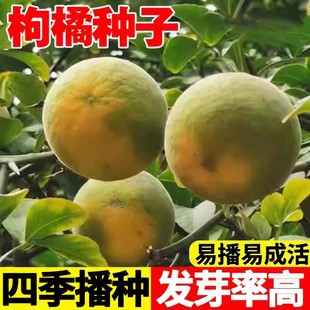 ���ٷN���F�hկ�����������׌��ټt����ۼ�������ӳ��̷e���N��