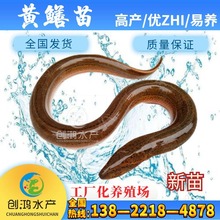 �������F؛�� �S�X�~�� ���X�� ���S���S�X�� �X�~�� ȫ���l؛