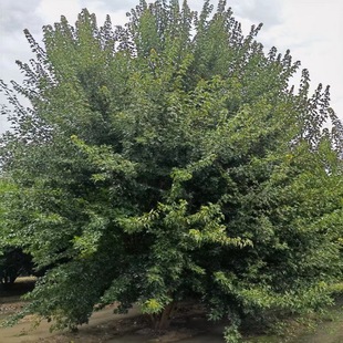 ���ش����������Ǘ�  ̩���������Ǘ�����߶�6m �@�־G���L����