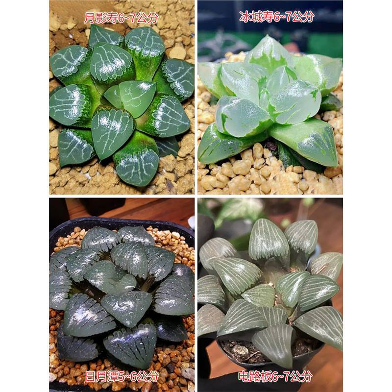 달그림자 + 얼음도시 + 일월담 + 회로기판