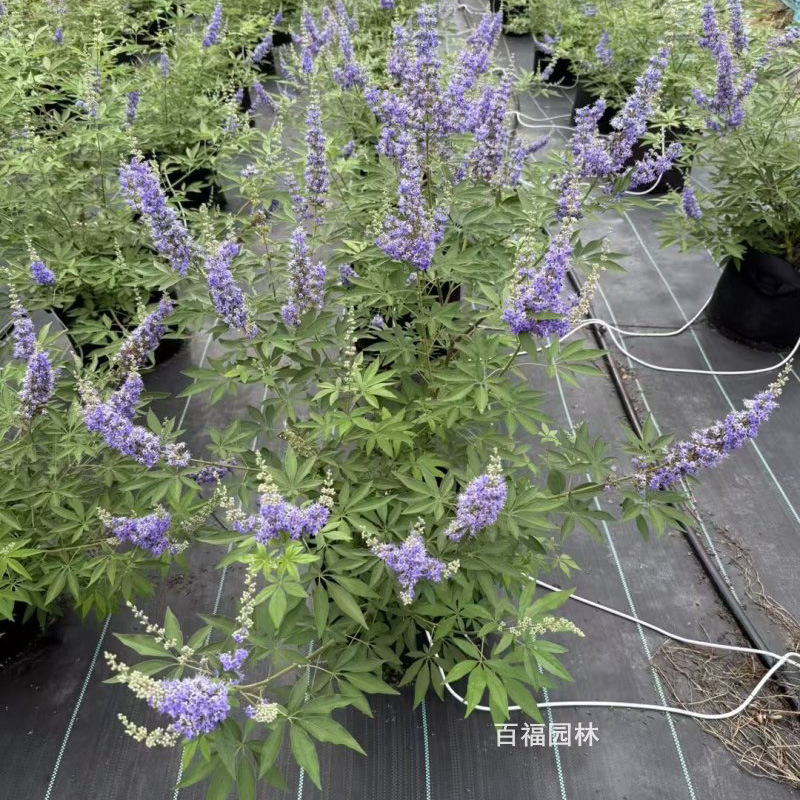 穗花牡荆 (5).jpg