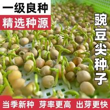 ������㶹�o��㶹��N�Ӻ����׷N�㶹���̨�����ļ��߲˷N�Ӳ�