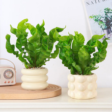 火焰鸟巢蕨盆栽四季常青观叶小绿植办公室桌面易养花卉绿植室内
