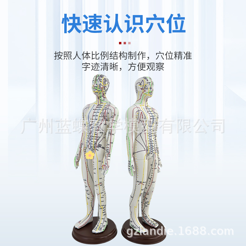 �羳�� Ӣ�Ĵ��� 52CM���Ѩλ����ģ��ͼ������������ϰȫ������