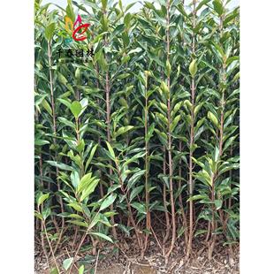 ������������ͥԺ�@���ͺ��ļ�����G���h�ʠ��䅲�����������S��