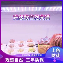 ���l����Gֲ����ȫ���V�׹��a���������ɫ��ͽ�҃ȴ��ʟ���