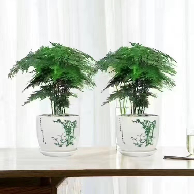Planta decorativa de bambú en botella de vidrio, hidroponía con pino y nubes, ideal para sala de estar u oficina image 9