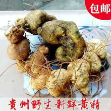 新鲜黄精老虎姜纯野生黄精野生鸡头黄精滋补泡酒带泥鲜货野生