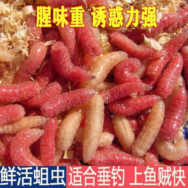 野钓鲫鱼饵料虫子活饵蛆虫蛆大号肉红夏季钓鱼饵蛆虫鲜活苍牙子红