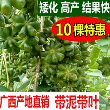 ˽޽Ʒ˽ǘ簫߮at_R|sNV