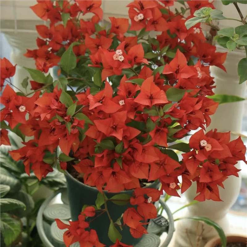 Dos pétalos de ciruela triangular plántulas de ciruela verde, ciruela roja, ciruela roja, cayata, flores en maceta, balcón, patio, terraza, flores