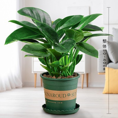 대형 황금 다이아몬드 40-50cm 3그루(갤런 화분) + 영양액