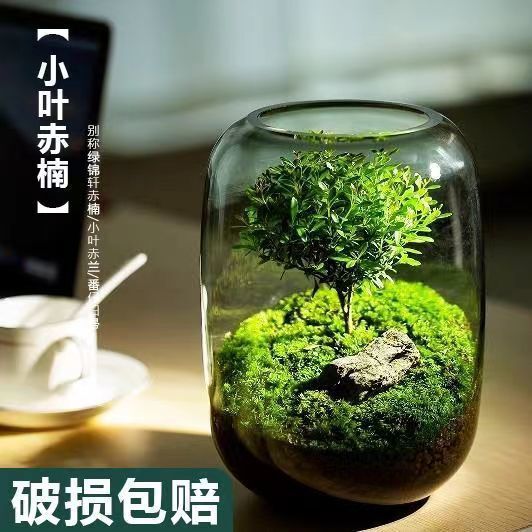 生命之树生态瓶创意微景观桌面盆栽办公室绿植成品盆景好养活青苔|undefined