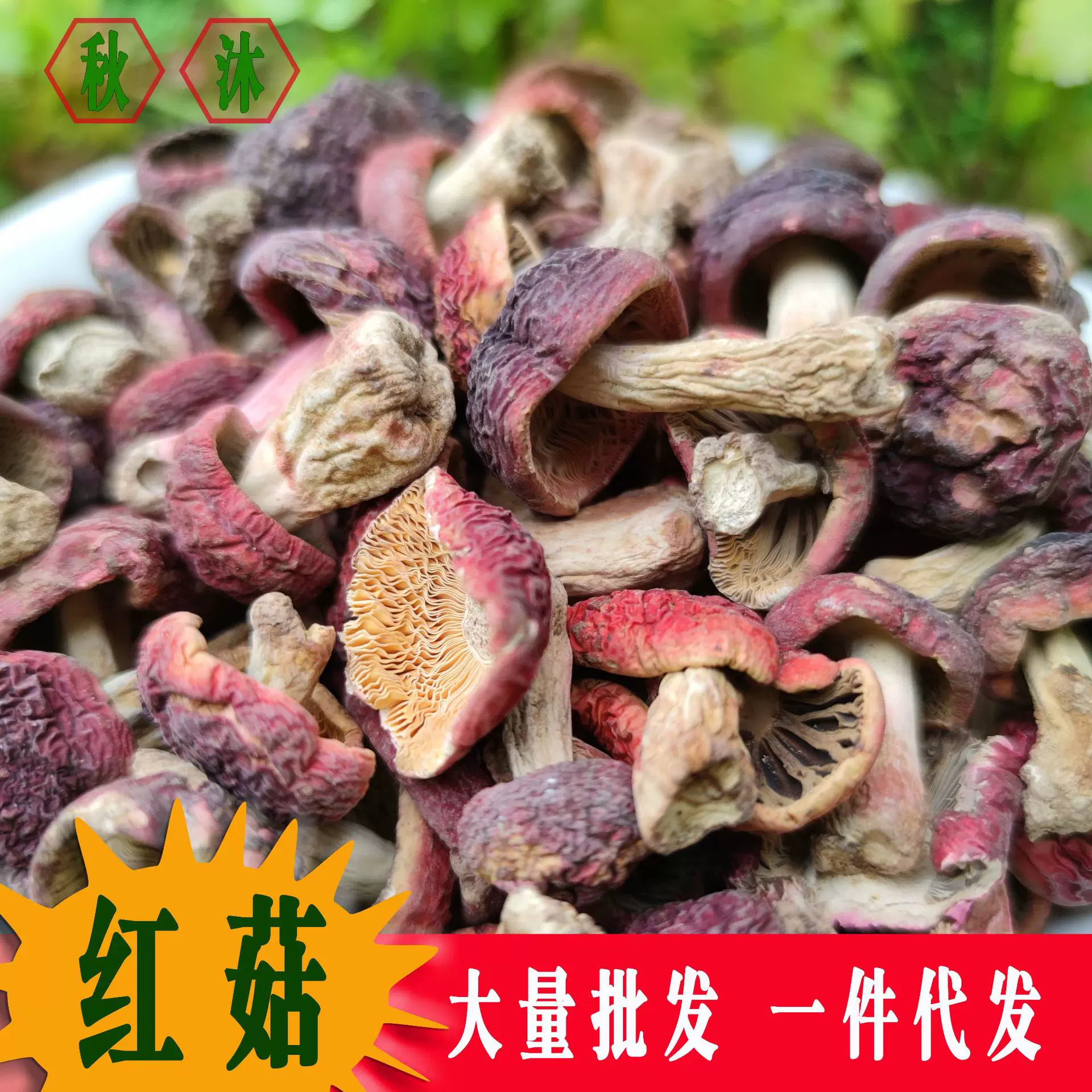 福建红菇秋木新货武夷山标菇小标菇蘑菇散装一件代菌菇野生菌菇