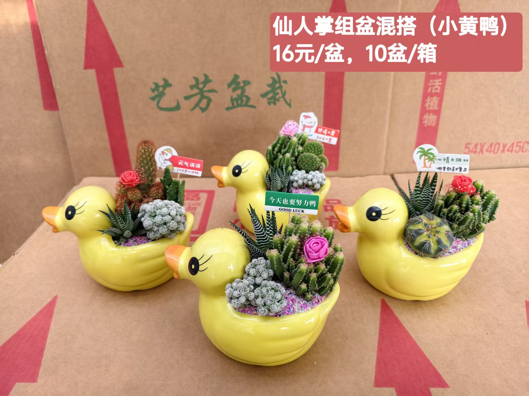 Cactus combinación de vidrio cerámico base de guangzhou venta directa factura boleto especial soporte de cotización de tres partes fábrica directa